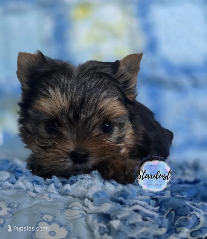 Tiny Sammy – Yorkshire Terrier puppy for sale in Plainfield, IL