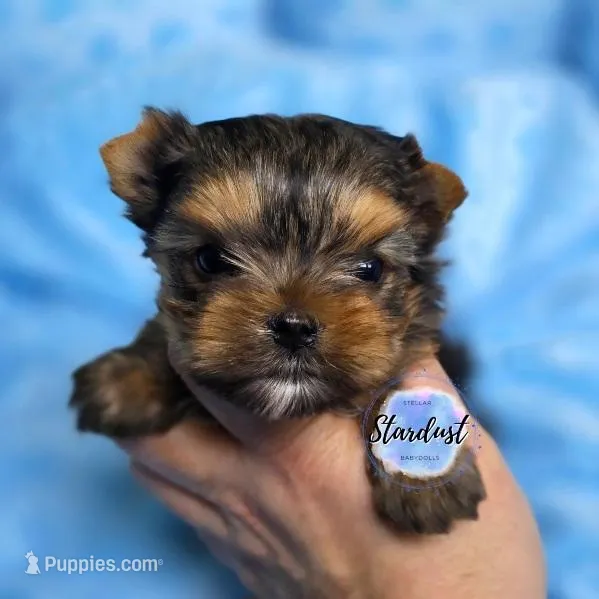Tiny Sammy – Yorkshire Terrier puppy for sale in Plainfield, IL