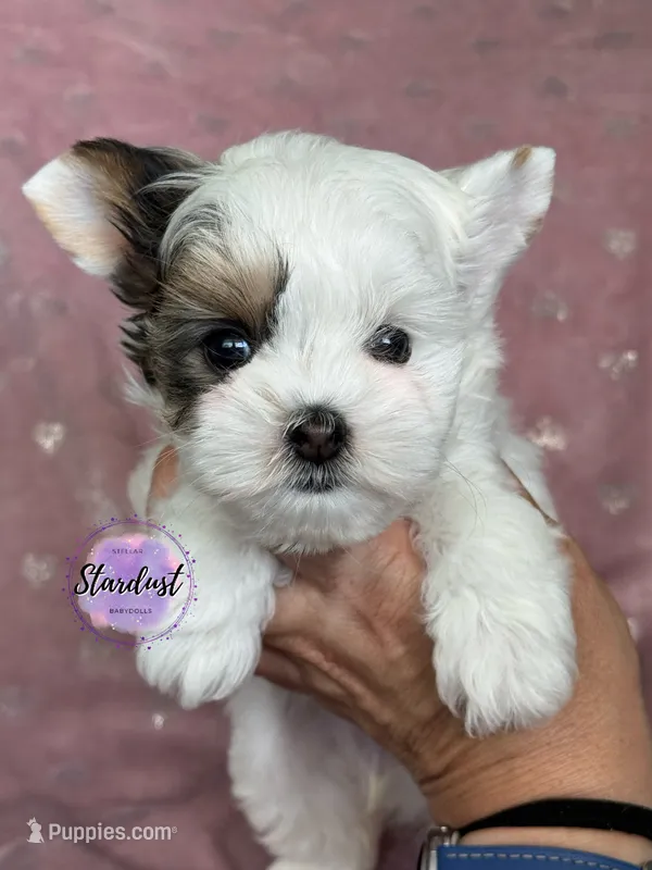 XS Raven – Biewer puppy for sale in Plainfield, IL