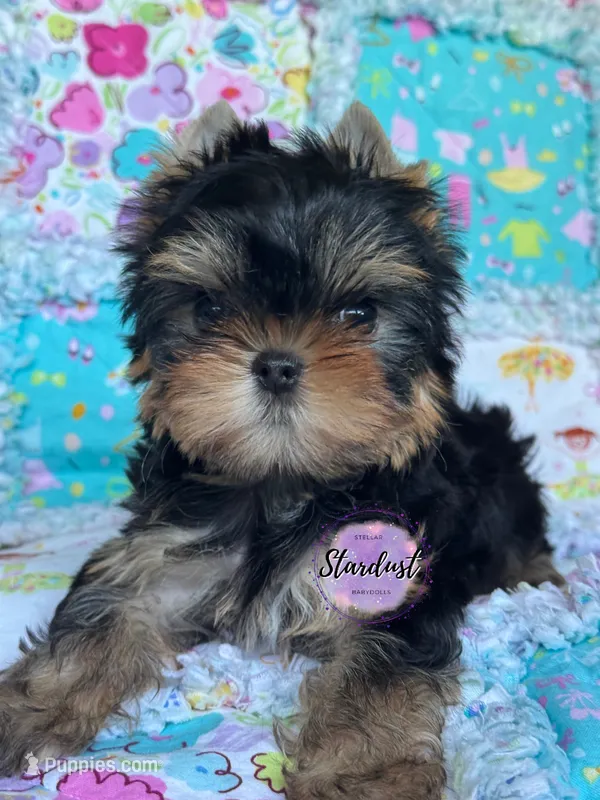 Gia – Yorkshire Terrier puppy for sale in Plainfield, IL