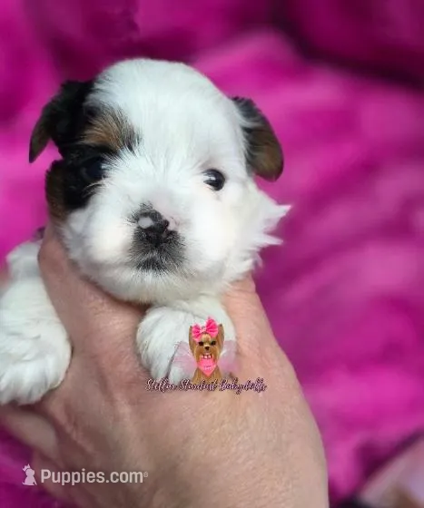 Lexi – Biewer puppy for sale in Plainfield, IL