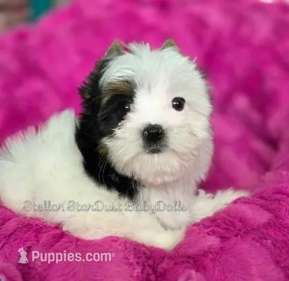 Lexi – Biewer puppy for sale in Plainfield, IL
