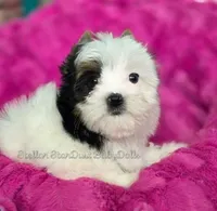 Lexi, a female Biewer for sale in Plainfield, IL – 1 of 1