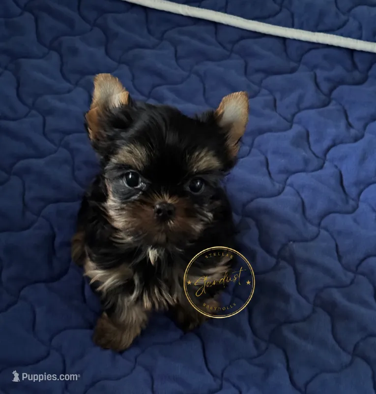 Tiny Nala – Yorkshire Terrier puppy for sale in Plainfield, IL