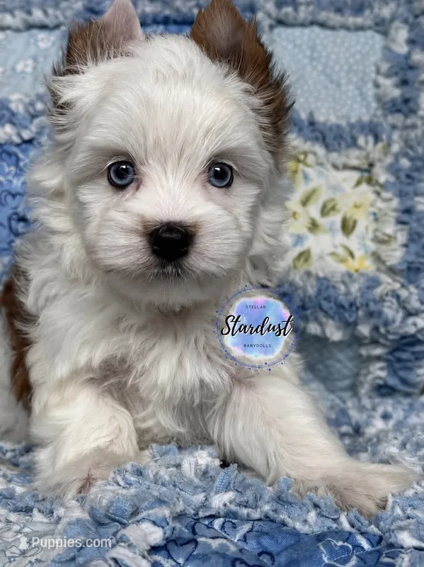 Pax blue eyes – Yorkshire Terrier puppy for sale in Plainfield, IL