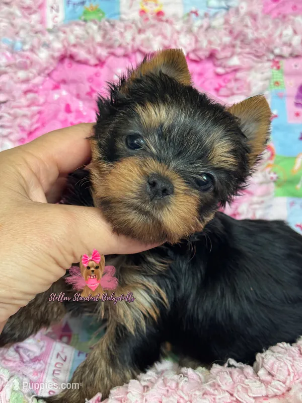Willow – Yorkshire Terrier puppy for sale in Plainfield, IL