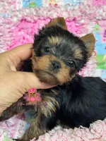 Willow, a female Yorkshire Terrier for sale in Plainfield, IL – 1 of 1