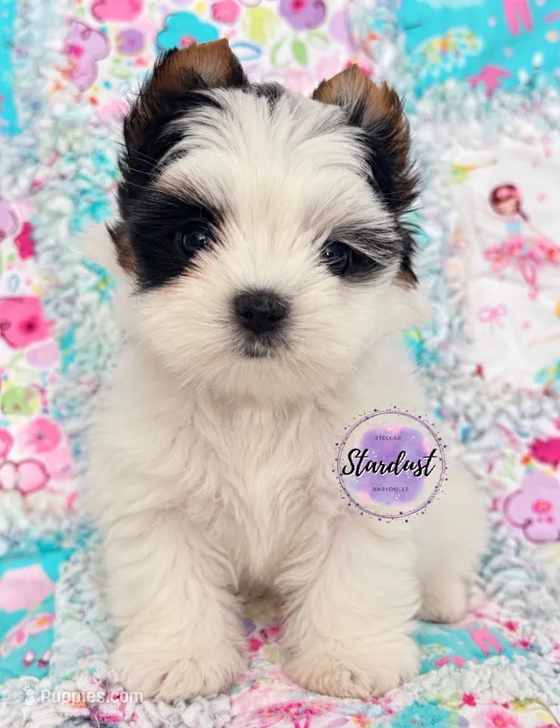 Cardi – Biewer puppy for sale in Plainfield, IL