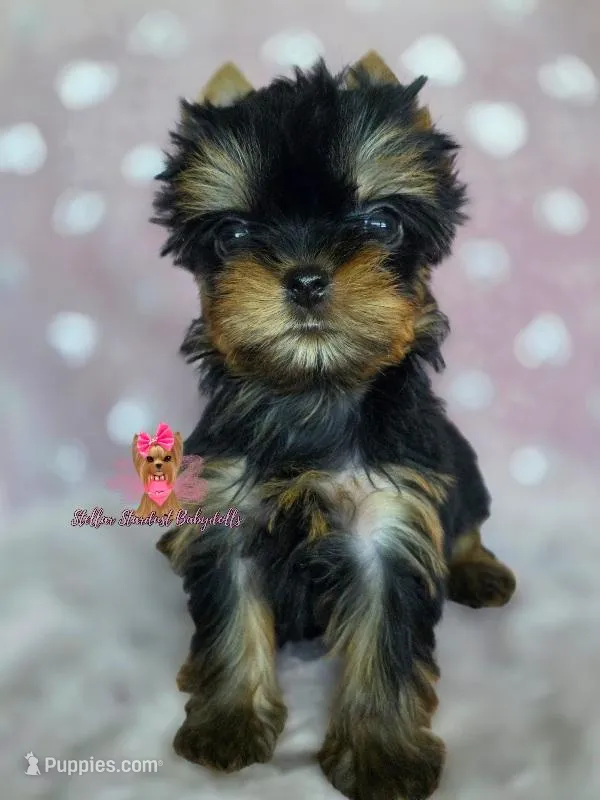 "TeaCup" Fergie – Yorkshire Terrier puppy for sale in Plainfield, IL