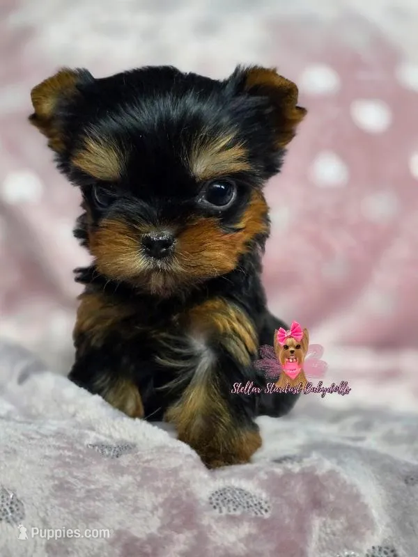 "TeaCup" Fergie – Yorkshire Terrier puppy for sale in Plainfield, IL