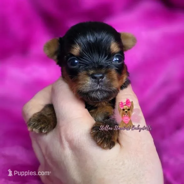 "TeaCup" Fergie – Yorkshire Terrier puppy for sale in Plainfield, IL