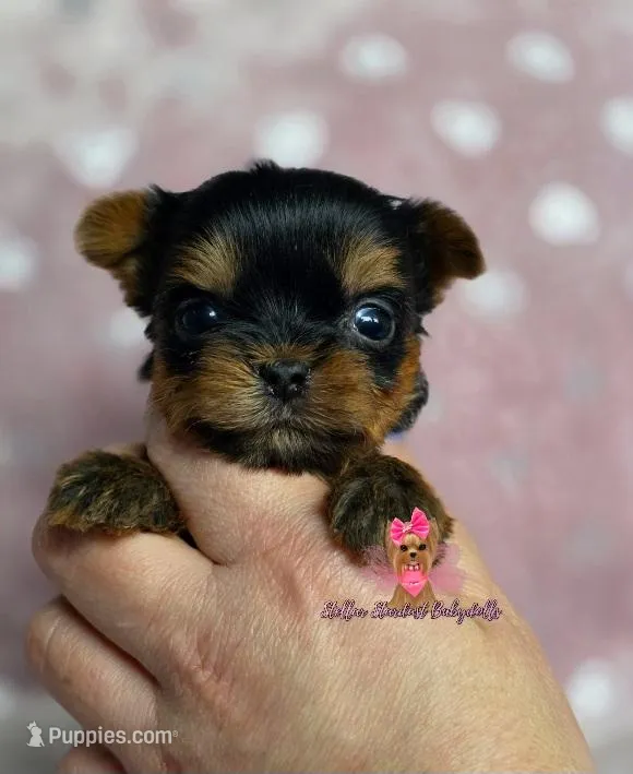 "TeaCup" Fergie – Yorkshire Terrier puppy for sale in Plainfield, IL