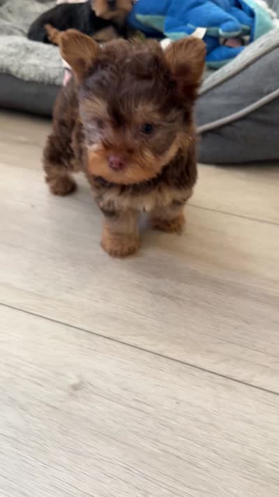 Mocha, a female Yorkshire Terrier for sale in Victorville, CA – 2 of 3