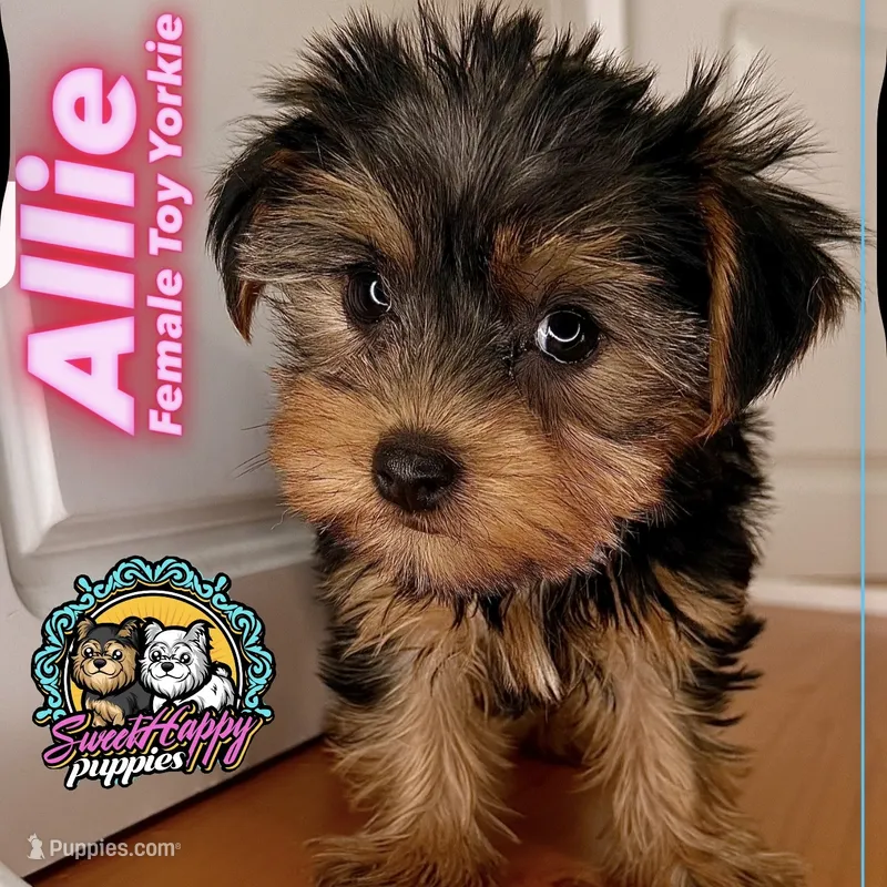 Allie – Yorkshire Terrier puppy for sale in Victorville, CA