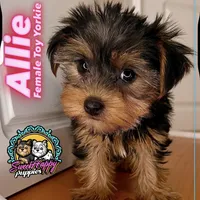 Allie, a female Yorkshire Terrier for sale in Victorville, CA – 1 of 1