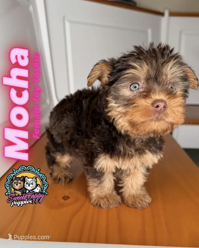 Mocha – Yorkshire Terrier puppy for sale in Victorville, CA