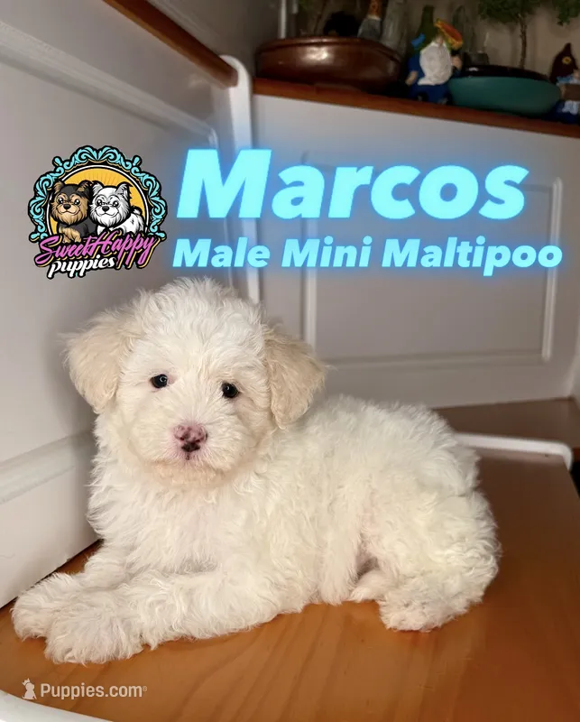 Marcos – Maltipoo puppy for sale in Victorville, CA