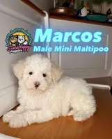 Marcos, a male Maltipoo for sale in Victorville, CA – 1 of 9