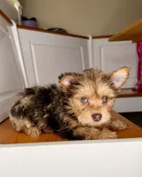 Buddy, a male Yorkshire Terrier for sale in Victorville, CA – 2 of 6
