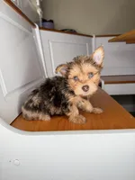 Buddy, a male Yorkshire Terrier for sale in Victorville, CA – 4 of 6