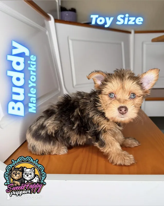 Buddy – Yorkshire Terrier puppy for sale in Victorville, CA