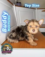 Buddy, a male Yorkshire Terrier for sale in Victorville, CA – 1 of 6