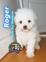 Roger, a male Maltipoo for sale in Victorville, CA – Photo 1 of 6