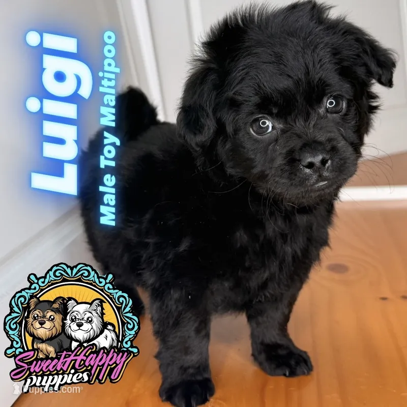 Luigi – Maltipoo puppy for sale in Victorville, CA