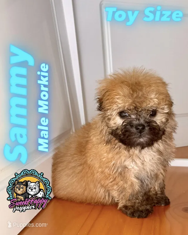 Sammy – Morkie puppy for sale in Victorville, CA