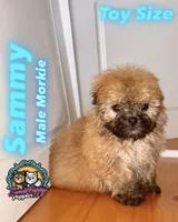 Sammy, a male Morkie for sale in Victorville, CA – 1 of 6