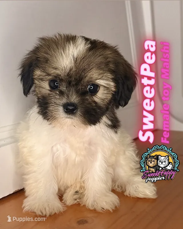 Sweetpea – Mal Shi puppy for sale in Victorville, CA
