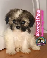 Sweetpea, a female Mal Shi for sale in Victorville, CA – 1 of 1