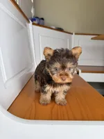 Bucky, a male Yorkshire Terrier for sale in Victorville, CA – 2 of 4