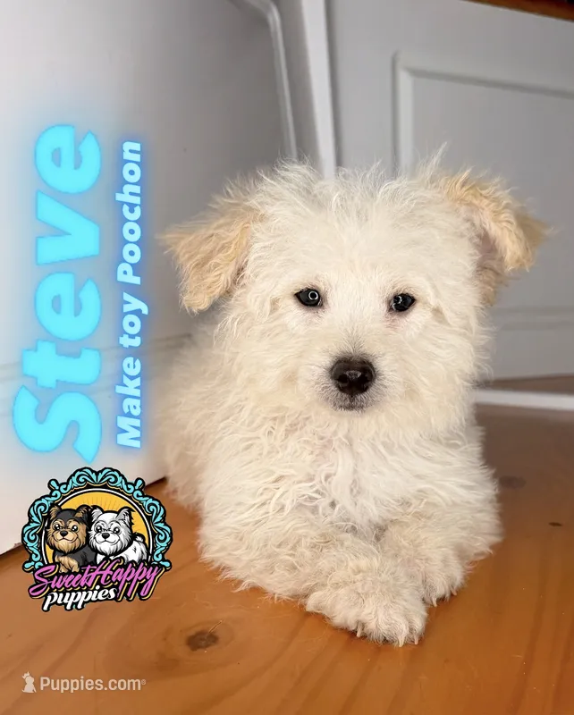 Steve – Poochon puppy for sale in Victorville, CA