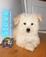 Steve, a male Poochon for sale in Victorville, CA – 1 of 7