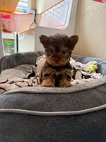 Bucky, a male Yorkshire Terrier for sale in Victorville, CA – 3 of 4