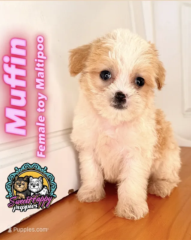 Muffin – Maltipoo puppy for sale in Victorville, CA