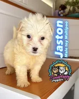 Jaston, a male Maltipoo for sale in Victorville, CA – 1 of 1