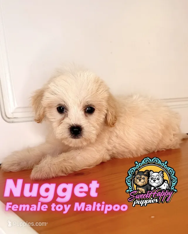 Nugget – Maltipoo puppy for sale in Victorville, CA