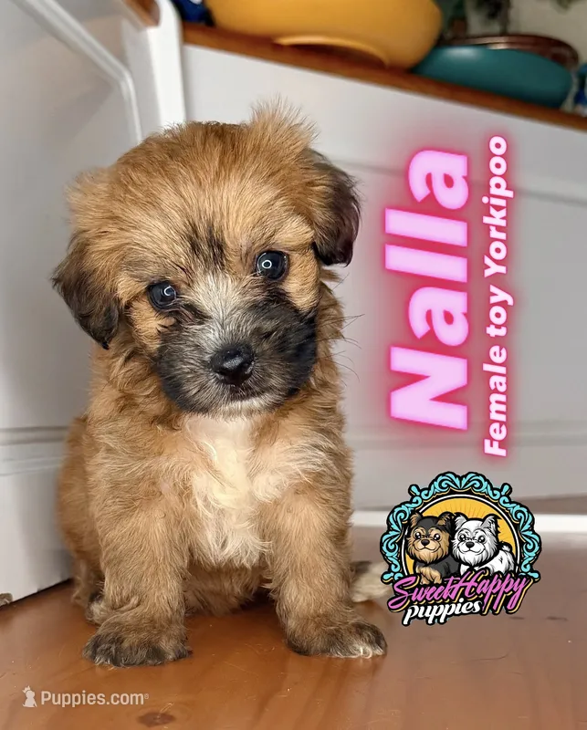 Nalla – Yorkipoo puppy for sale in Victorville, CA