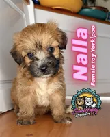 Nalla, a female Yorkipoo for sale in Victorville, CA – 1 of 1