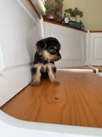 Daisy, a female Yorkshire Terrier for sale in Victorville, CA – 5 of 6