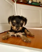 Daisy, a female Yorkshire Terrier for sale in Victorville, CA – 2 of 6
