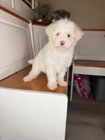 Marcos, a male Maltipoo for sale in Victorville, CA – 3 of 9