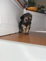 Scrappy, a female Yorkipoo for sale in Victorville, CA – 4 of 5