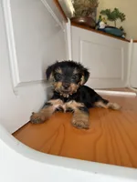 Daisy, a female Yorkshire Terrier for sale in Victorville, CA – 4 of 6