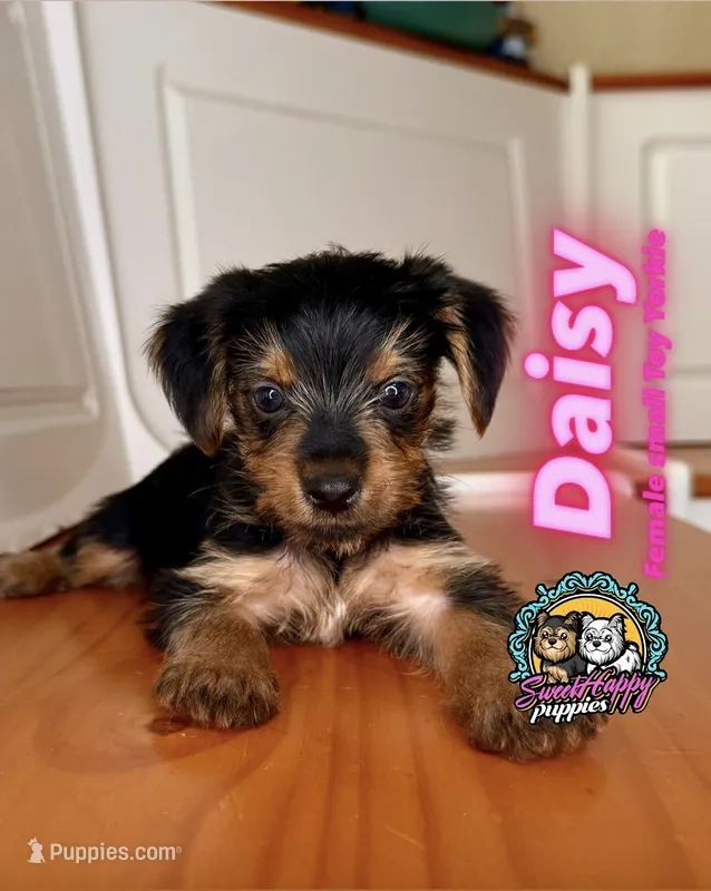 Daisy – Yorkshire Terrier puppy for sale in Victorville, CA