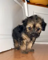 Scrappy, a female Yorkipoo for sale in Victorville, CA – 2 of 5