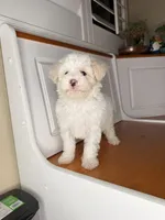 Marcos, a male Maltipoo for sale in Victorville, CA – 8 of 9