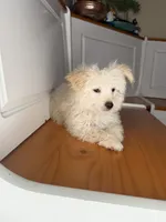 Steve, a male Poochon for sale in Victorville, CA – 2 of 7